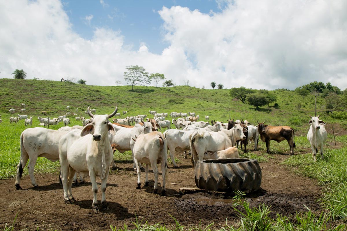 Fundecooperación para el Desarrollo Sostenible trabaja en implementar acciones climáticas en sectores vulnerables como el agrícola, el ganadero y otros.alt