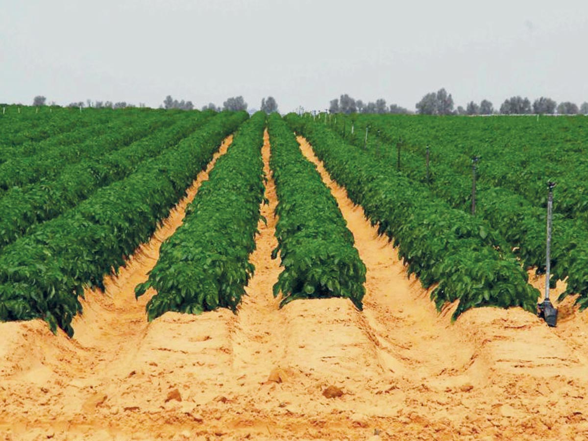 Israel trabaja con programas de cooperación internacional y tecnologías contra la desertificación y el desarrollo en tierras secas. Crédito de foto: Embajada de Israel en Costa Rica.