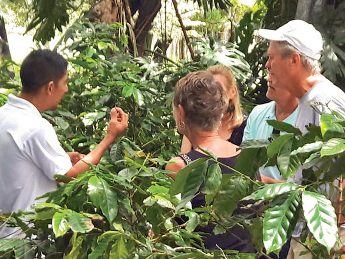 coffee tour guanacaste