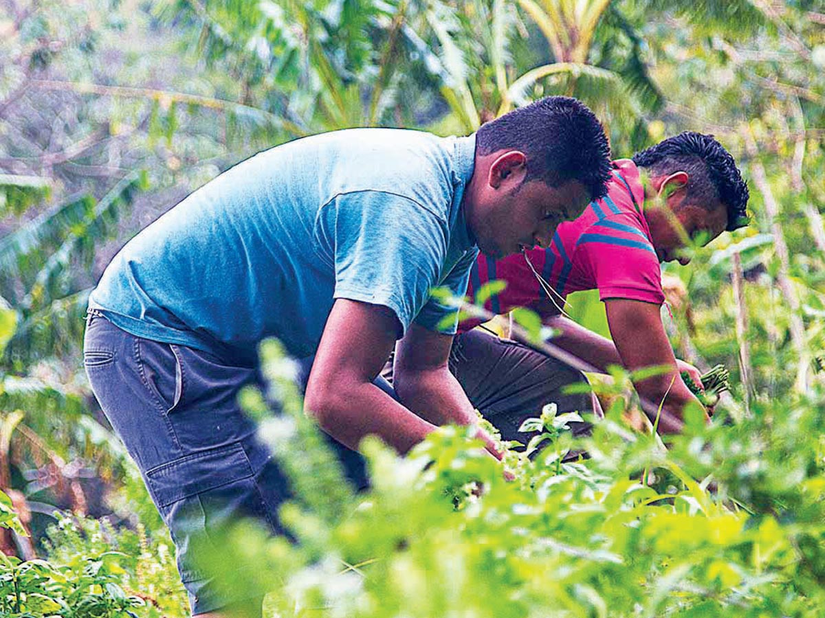 Ante la faltante de mano de obra, los trabajadores migrantes cosecheros, han sido la opción para evitar que la producción en ciertas zonas.