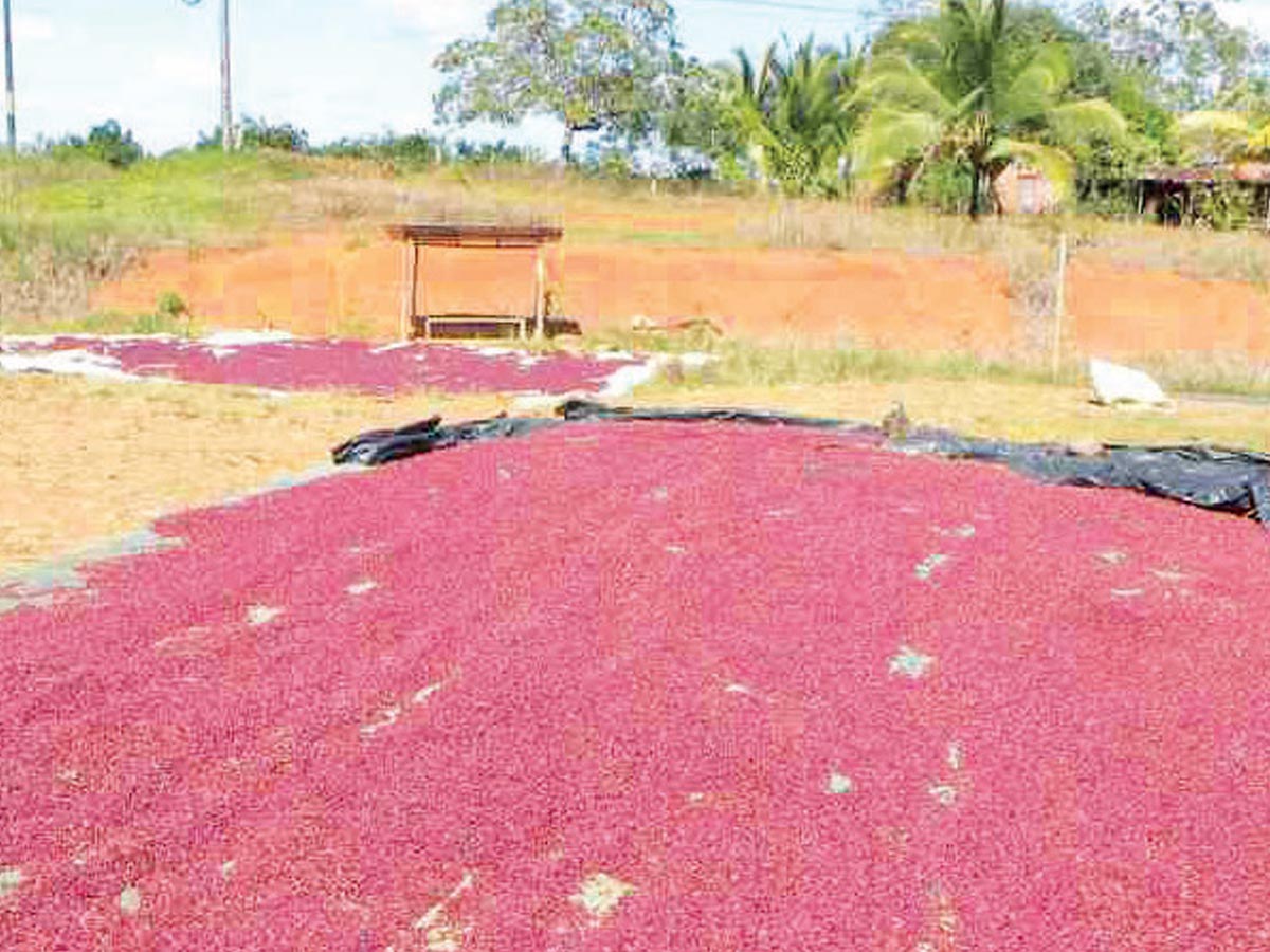 En Guanacaste alrededor de 1200 familias se dedican a la producción de frijol, representando el 18% de la actividad, a nivel nacional. Crédito de foto: Casa Presidencial.