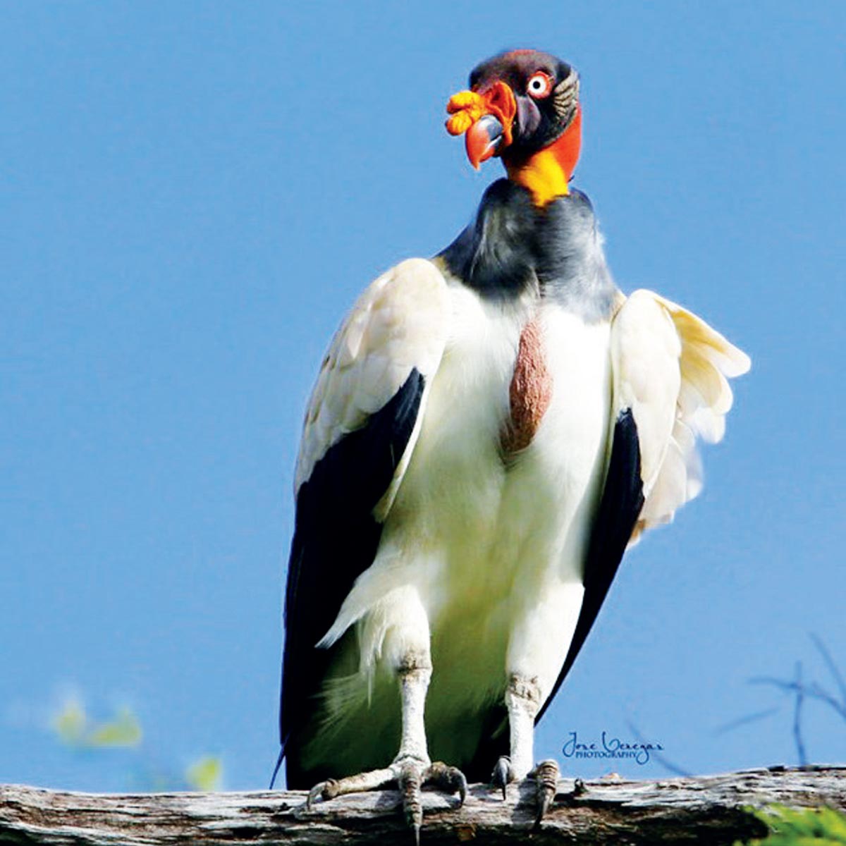 Zopilote Rey King Vulture Sarcoramphus papa, en Parque Nacional Diria. Crédito: Luis José Venegas de Aves en Vuelo CR. Tomada del Facebook Parque Diriá.