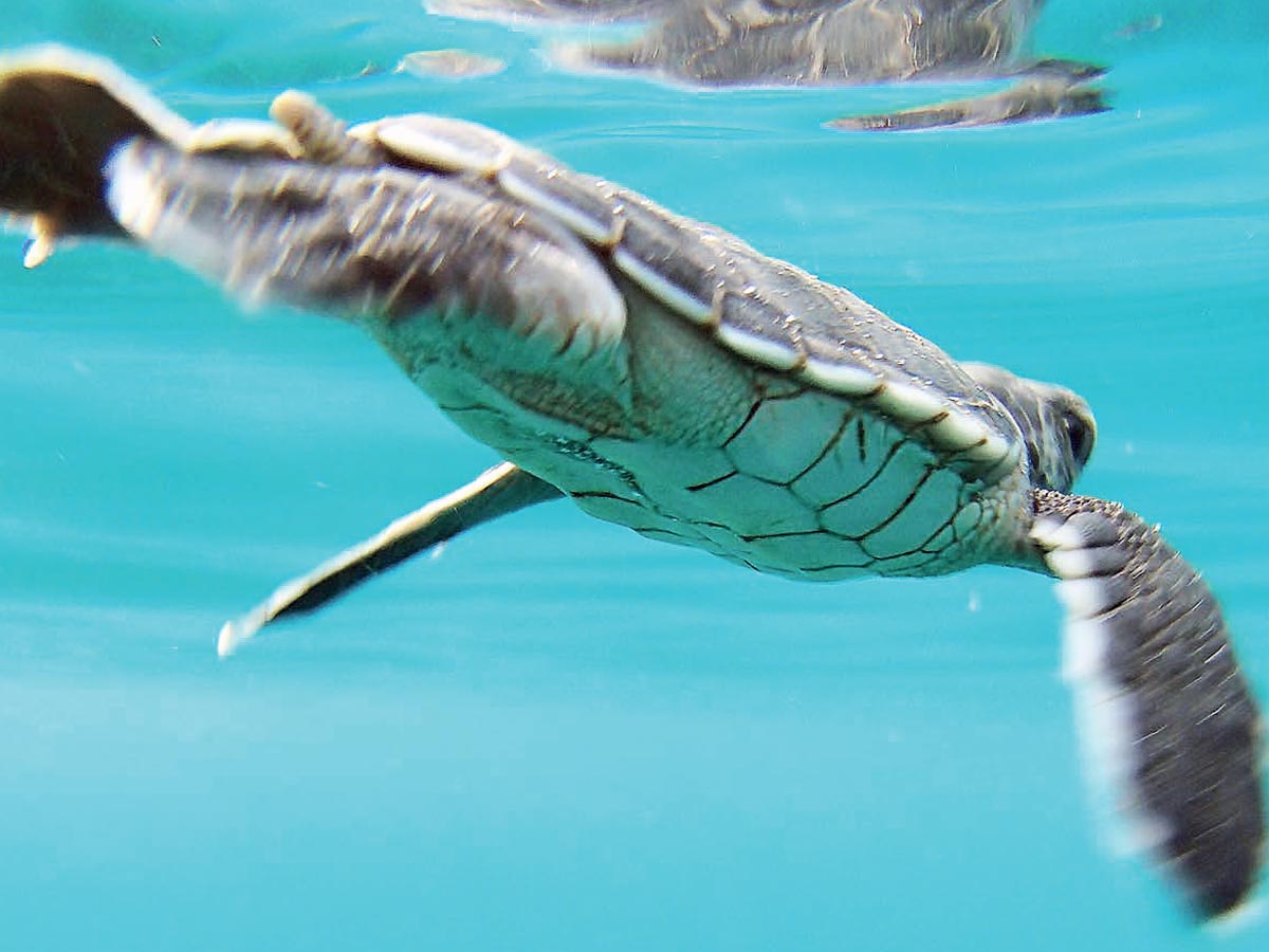 Las especies marinas que se encuentran en peligro crítico son la Baula y la Carey. Por su parte, la Negra está en peligro de extinción; mientras que la Lora y Verde en estado de vulnerabilidad. Foto cortesía del MINAE.