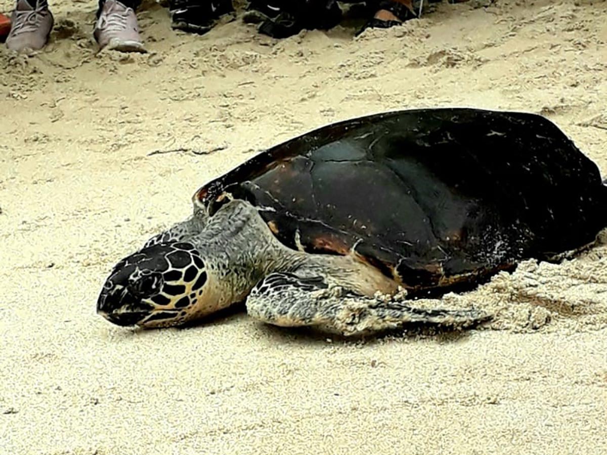 La tortuga, bautizada como "Hook", fue rescata por miembros del Centro de Rescate de Especies Marinas Amenazadas (CREMA) en enero pasado