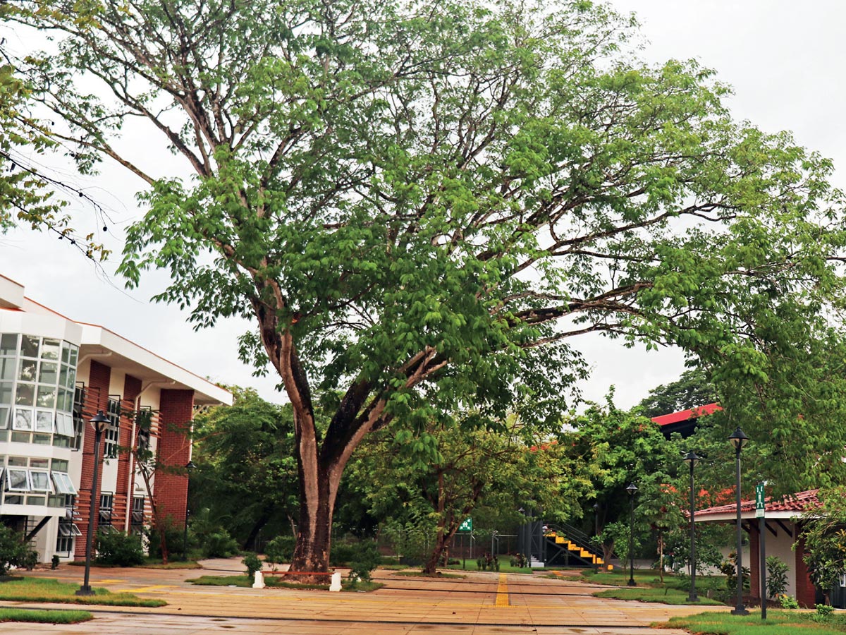 El emblemático árbol de Guanacaste es una de las especies que dan abrigo a muchas especies de aves.