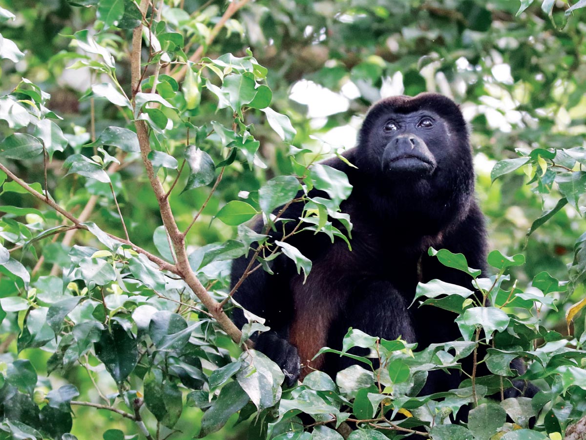 Los congos son partes de las especies de animales vertebrado en investigación.