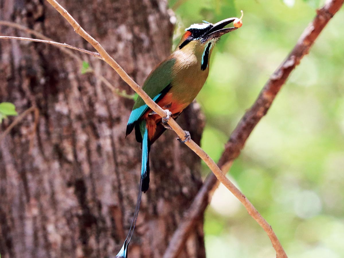 49 especies de aves se han logrado registrar en el 