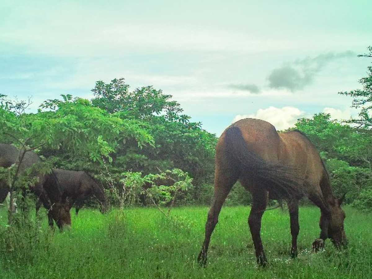 Una investigación en el Parque Nacional Santa Rosa revela que, a diferencia de otros países, el uso de caballos domésticos para la recuperación de los bosques beneficia la conservación del bosque seco. Brayan Morera Chacón
