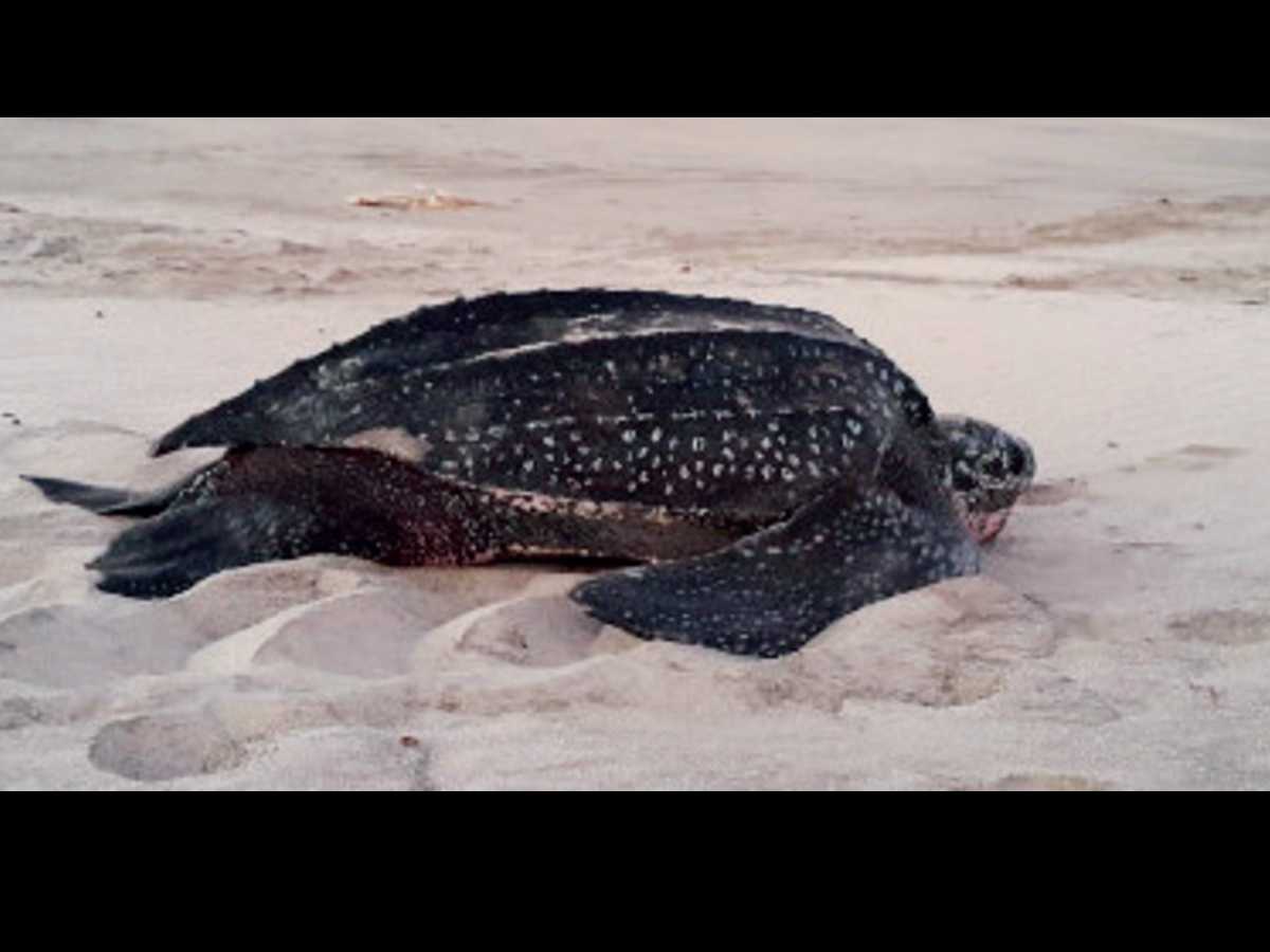 Tortuga baula, sería la más afectada en la disminución de nacimientos. Crédito de Foto:Karla Hernández, tomada de la página del Área de Conservación Guanacaste