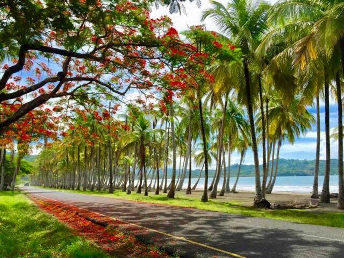 Playa Carrillo, una de bahías más bellas de Costa Rica, con una extensión de 3 kilómetros de playa, rodeada de cocoteros que le dan belleza escénica y sombra al lugar, Su bulevar rodeado de árboles de almendro le da colorido y anido a la lapa roja, una de las residentes del lugar. Un ícono natural del cantón. Crédito de la foto: Carrillo Beach Lodging, Costa Rica.