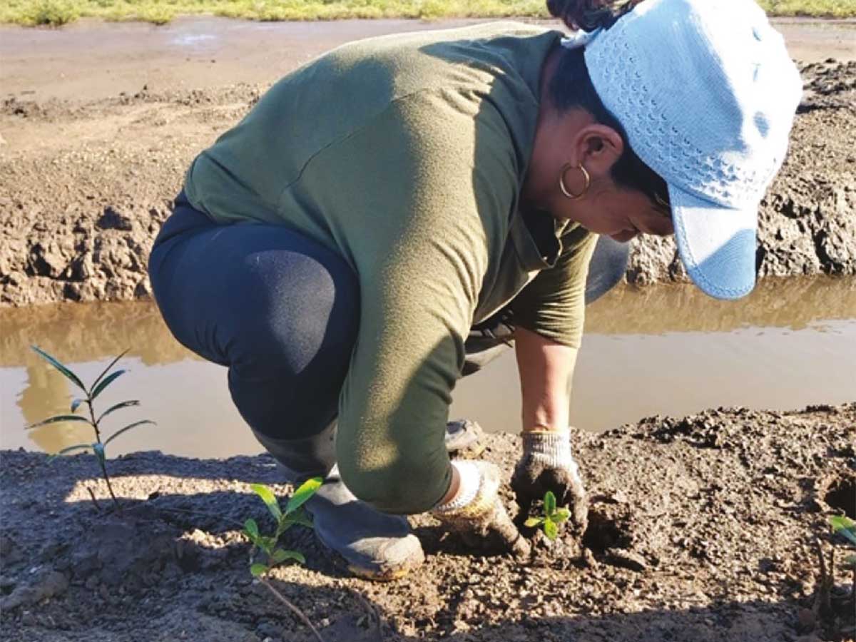 Mujeres de la comunidad de Cuajiniquil colaborando con la siembra de manglares como parte de las acciones de restauración. Crédito de foto: ACG.