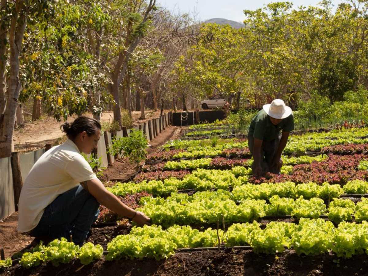 Agricultores se quedarían sin herramientas para garantizar alimentos a la población.alt