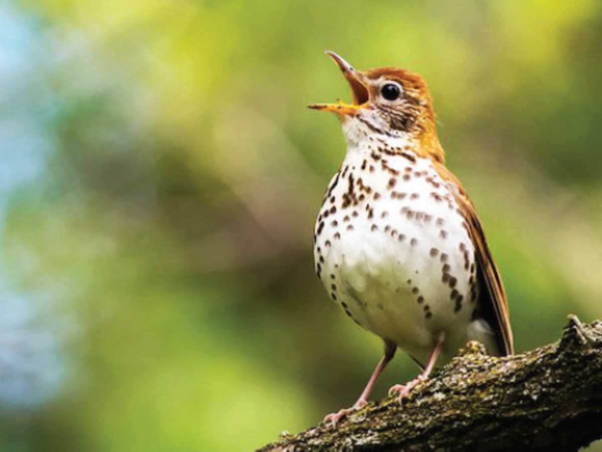 Varias zonas del ACG tienen una mayor presencia de aves migratorias. Crédito de foto: ebird.org