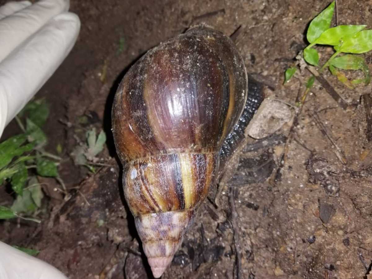 El caracol gigante puede alcanzar 15 cm de largo y tiene colores café con bordes amarillos