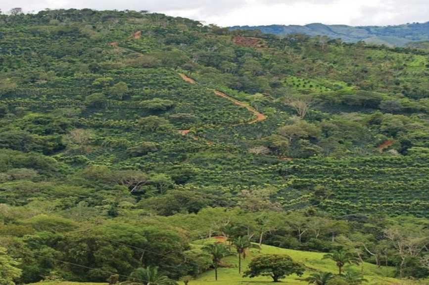 Ya se cuentan cerca de 1000 hectáreas de terreno plantadas con cítricos en el eje montañoso de la península. Nandayure y Hojancha concentran el 75% de esta cobertura y el resto se ubica en poblados como Zaragoza, Naranjal, Juan Díaz entre otros del cantón de Nicoya.