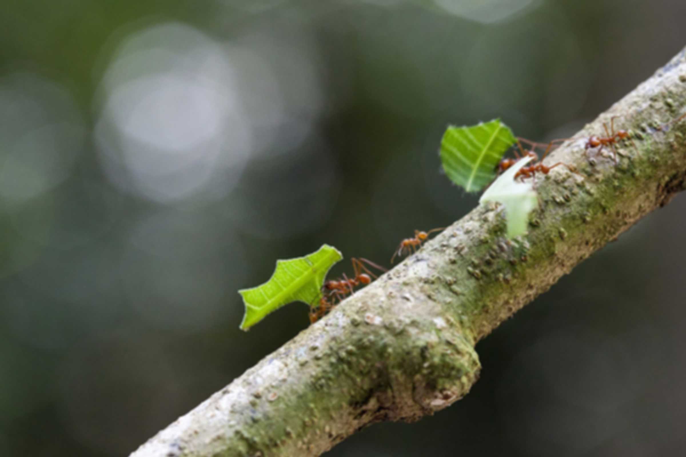 Tanto dentro como fuera de las ASP los ecosistemas son el principal objeto de esfuerzo para proteger, restaurar y mejorar su resiliencia, pues el nivel de especies y su variabilidad genética dependen de este nivel. Crédito de foto: ACG.