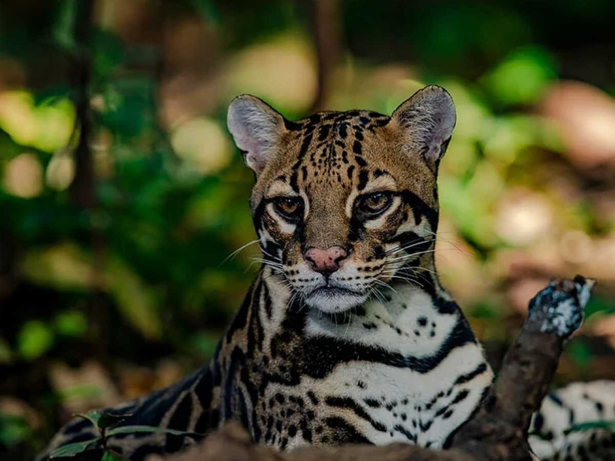  Crédito de fotos: Centro de Rescate Las Pumas.