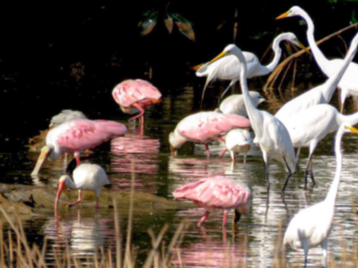 El Parque Nacional Palo Verde, es uno de los sitios Ramsar reconocidos internacionalmente, por sus distintos tipos de humedales que concentran una diversidad de aves. Crédito de foto: costaricaguide.com