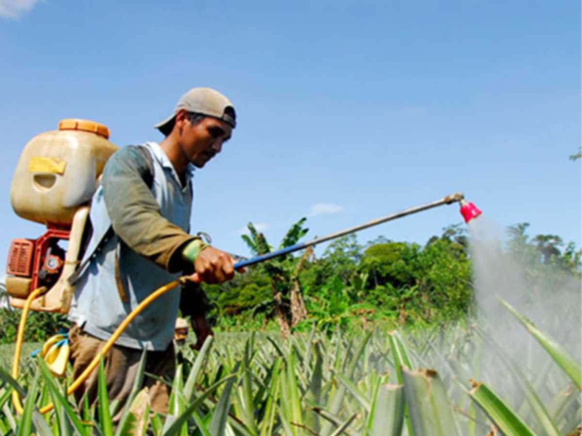 La falta de equipo adecuado para el uso de agro tóxicos, genera enfermedades en los productores. Crédito de foto: ucr.ac.cr