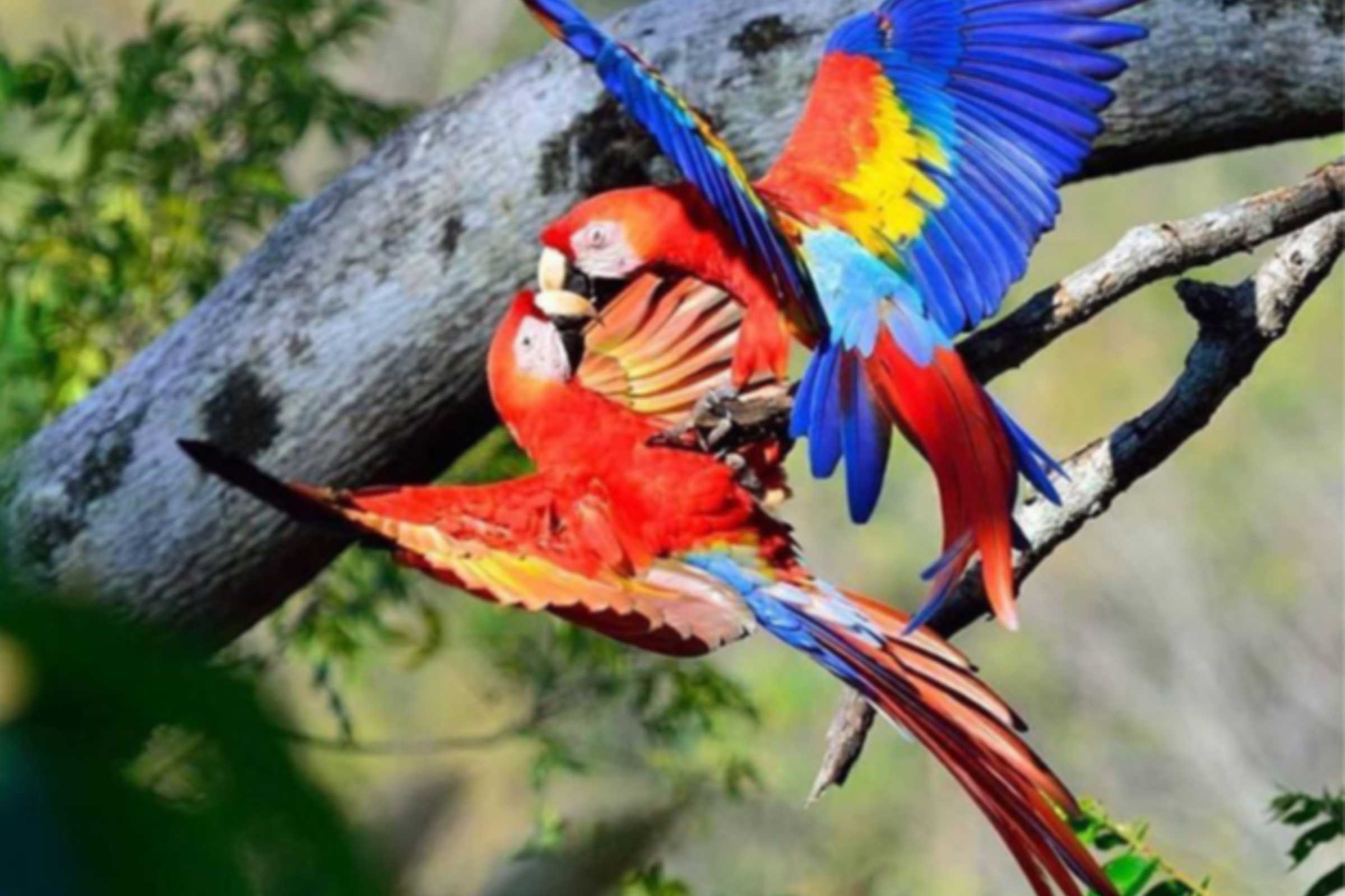 La protección y reproducción de la Lapa Roja, a través de una asociación con la ONG desde el año 2010, son parte de los proyectos de conservación de vida silvestre del Hotel Punta Islita.