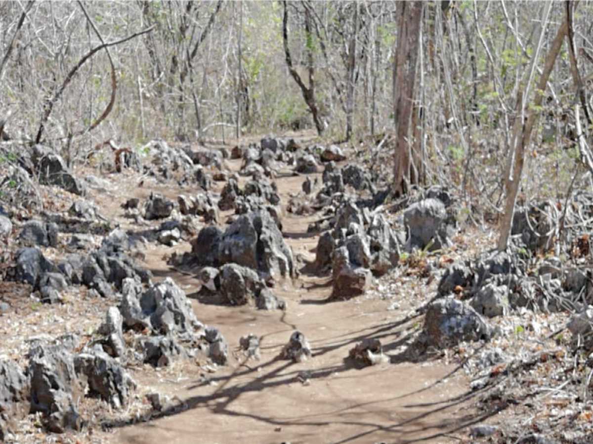 La piedra caliza, carater¡stica del lugar inmersas en parte de algunos tramos del sendero Los Laurales, antes de llegar al mirador. Credito de foto: Periódico Mensaje.