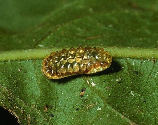 crédito de foto: ACG. Fuente: Área de Conservación Guanacaste