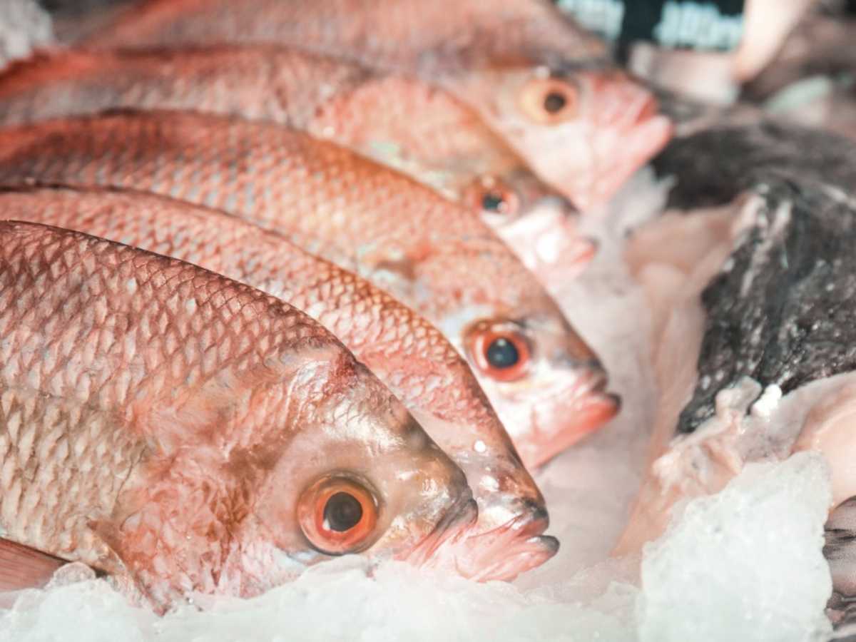 En Navidad no solo se come tamal, también se come pescado y mariscos.alt