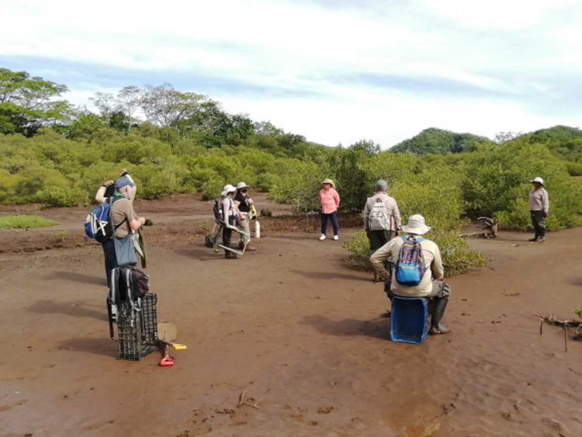 Un equipo de trabajo realizó la siembra de árboles de Mangle Negro en el lugar. Crédito de foto: ACG. 