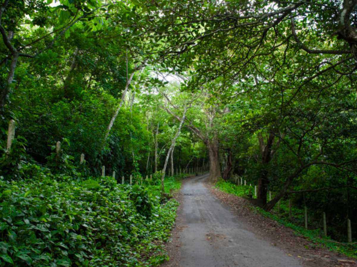 La creación de estos nuevos espacios en los bosques del Campo Geotérmico Alfredo Mainieri Protti permitirán restaurar, conservar y convivir con el ambiente de Bagaces. Crédito de foto: ICE/Mongabay