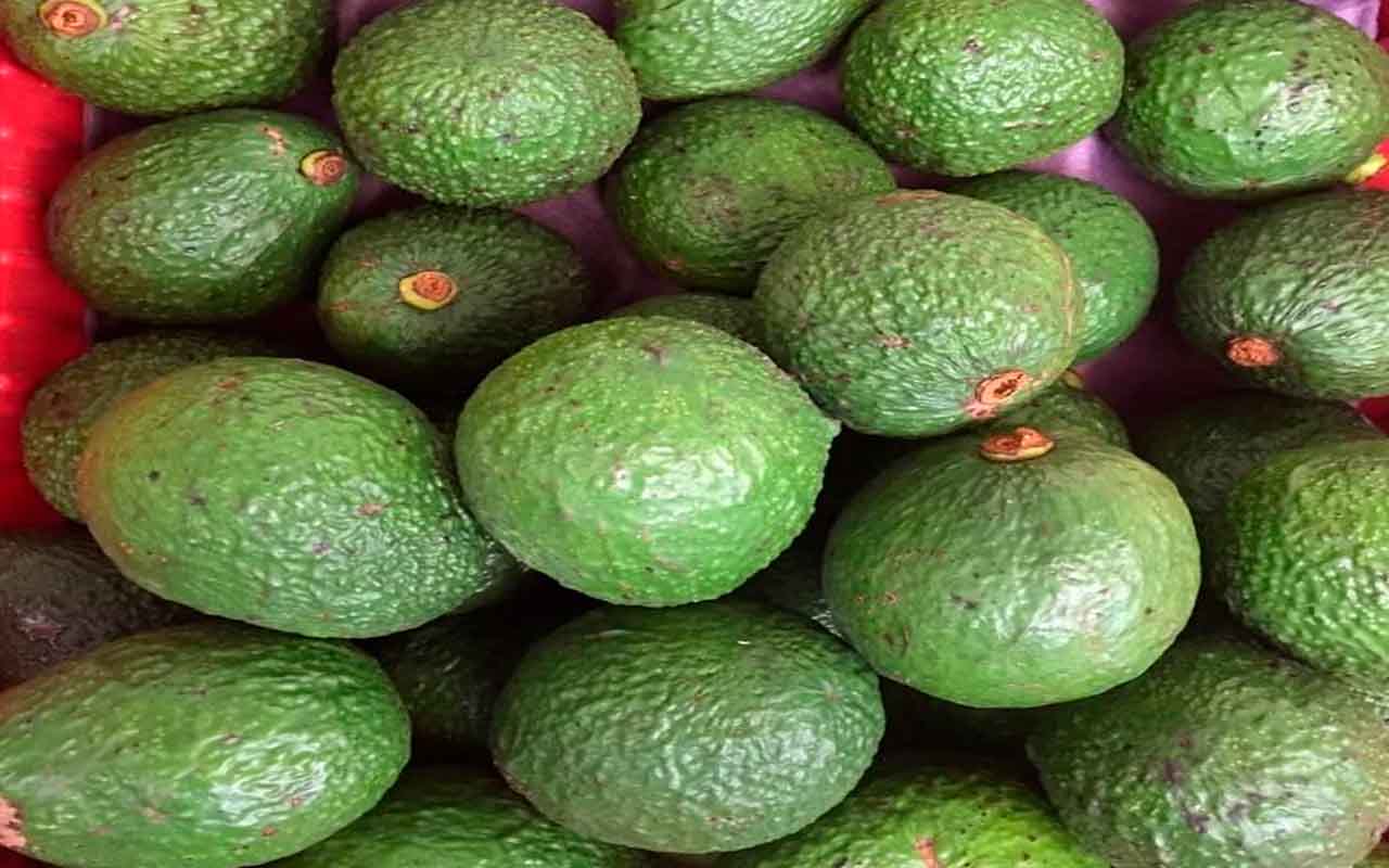 MAG anuncia apoyos para el sector aguacatero.alt