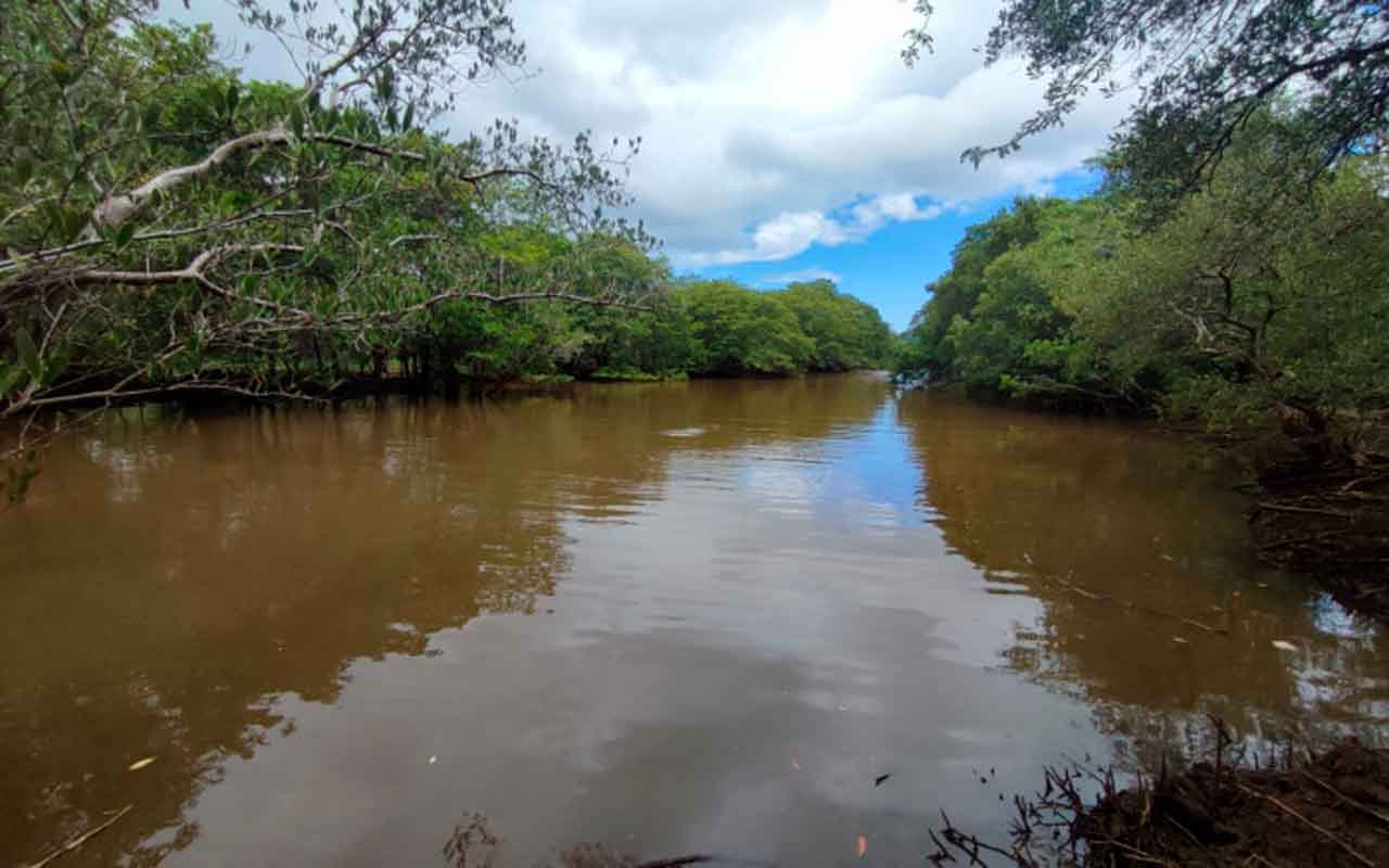 Visita de la Agencia Francesa para Desarrollo al Manglar Bahía Tomas.alt