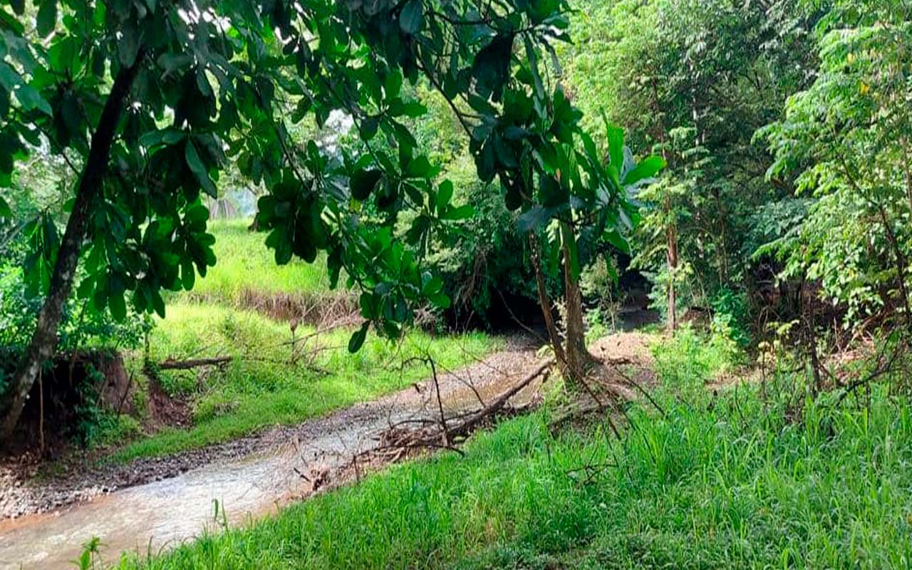 Plan Piloto de Rehabilitación del Bosque de Ribera