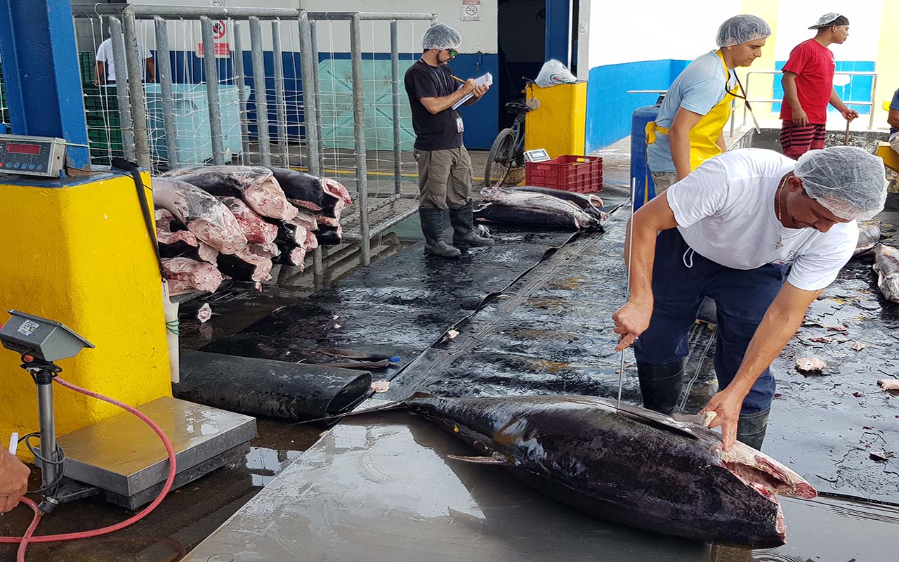 Ejecutivo reforma reglamento de asignación de cuota de atún.alt