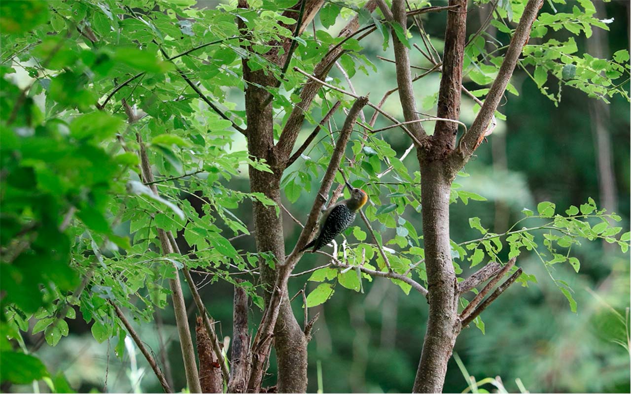 Flora y Fauna: Sendero Los Matapalos Campus Liberia. Cortesía: Medardo Moscoso.