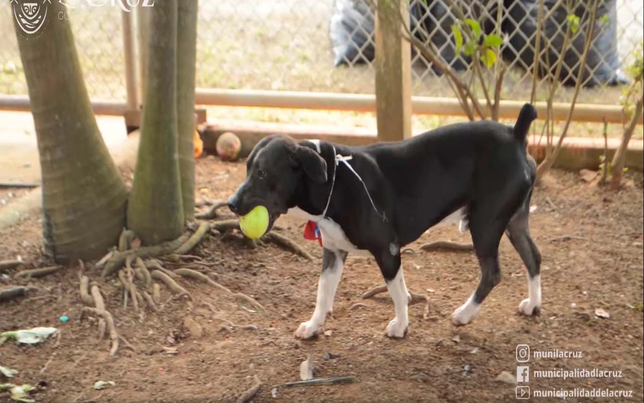 ¿Conoce la Casa Cuna Animal de La Cruz?.alt