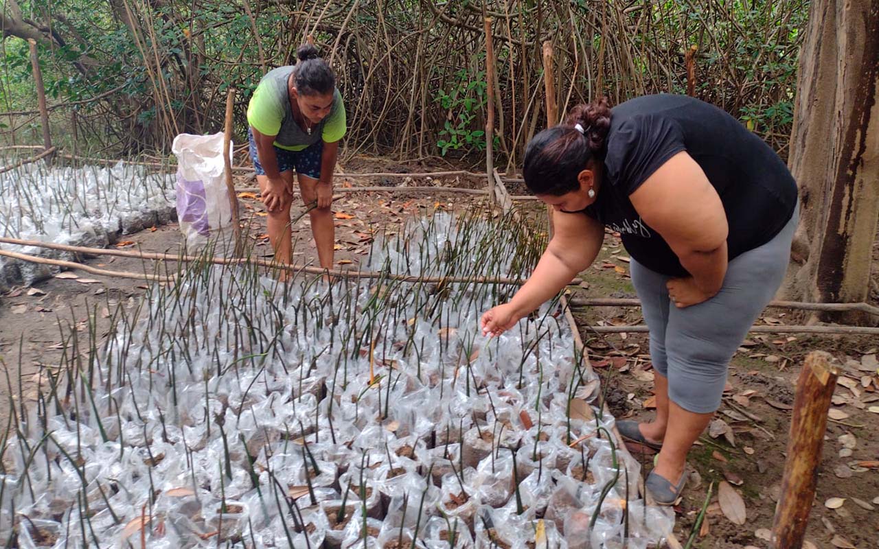 Organización de mujeres aporta a la conservación de la biodiversidad costarricense y reforesta el manglar de Chomes.alt