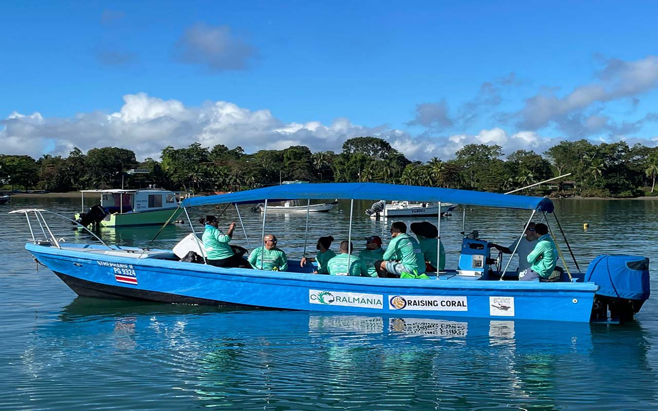 Más de 900 colonias de coral restauradas en el trasplante masivo más grande la región.alt