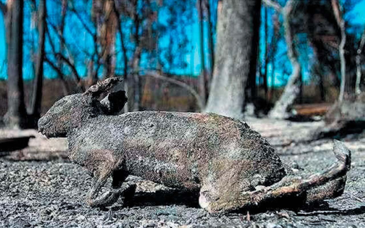  Los animales pueden quedar desorientados en su propio hábitat y sufrir con mayor fuerza los efectos de los incendios forestales. Crédito de foto: ACG