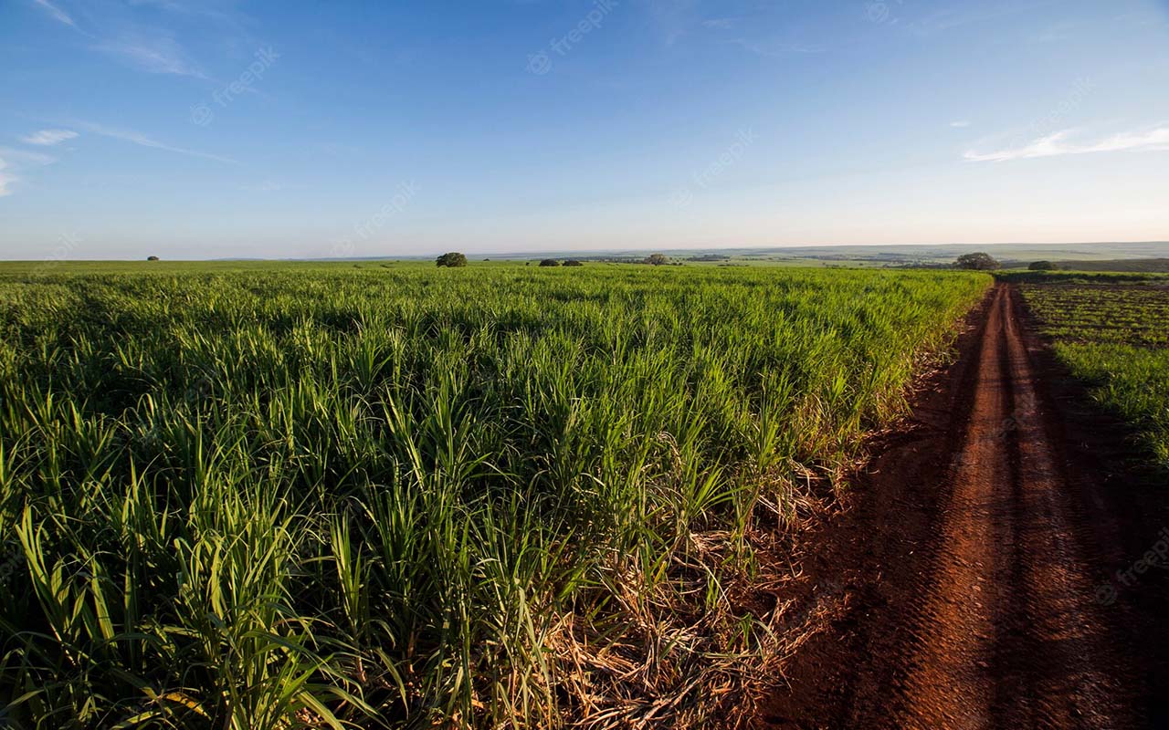 Altos costos en insumos agropecuarios ahoga a productores