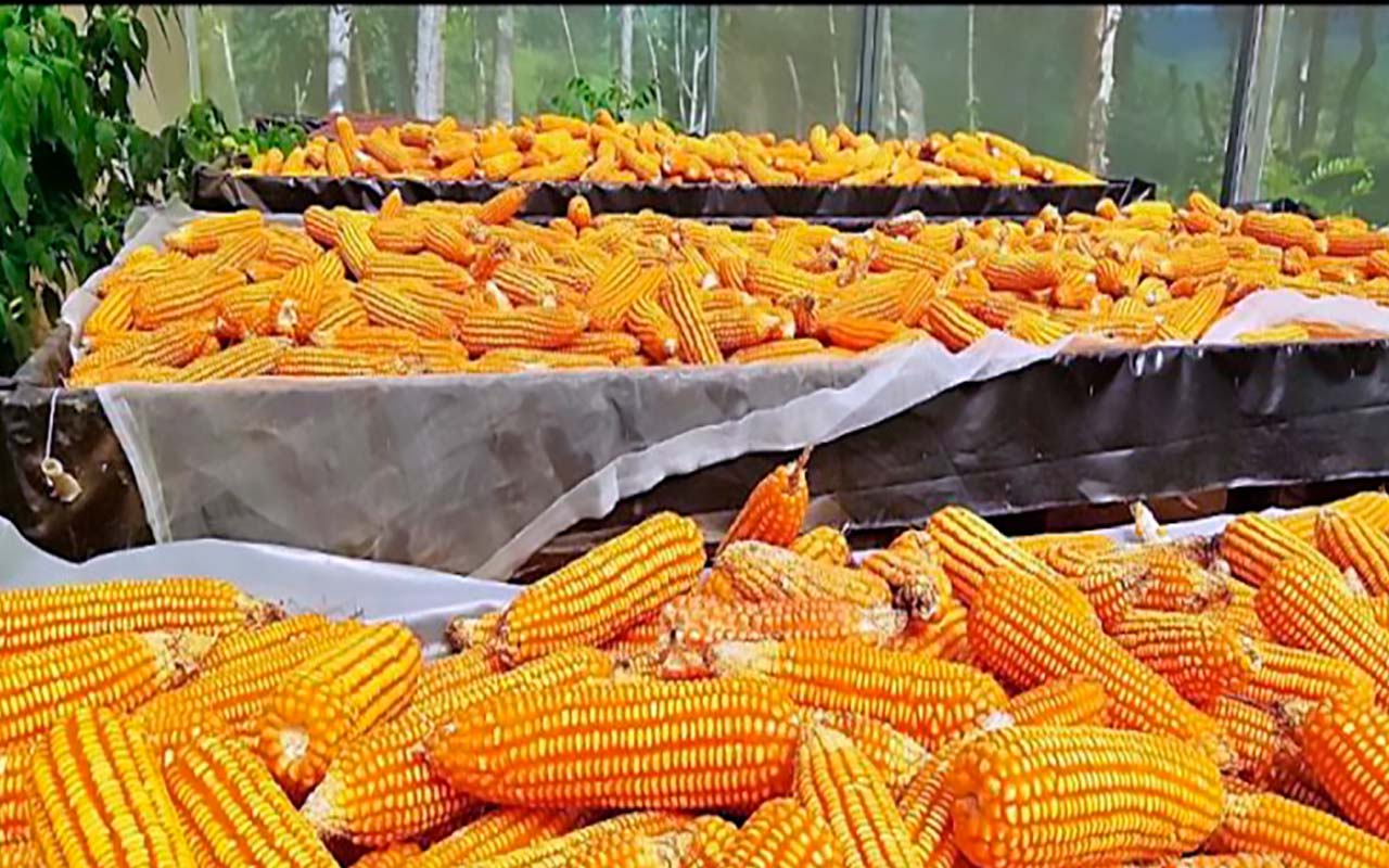 Matumbú les espera en su Feria del Maíz