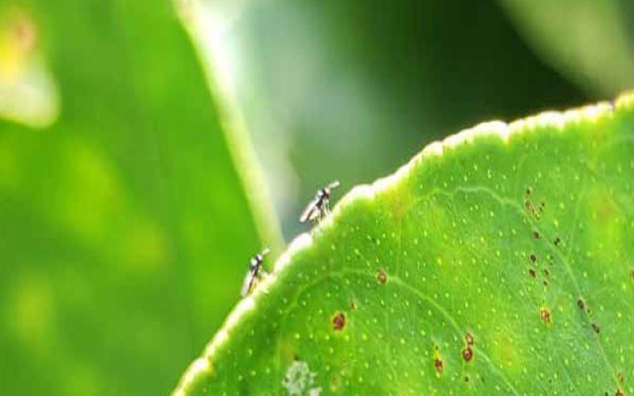 El HLB se detectó en Costa Rica en la Zona Norte en el 2011, y al ser una bacteria es de muy difícil control y de fácil diseminación en los campos del país. Crédito de foto: SFE.