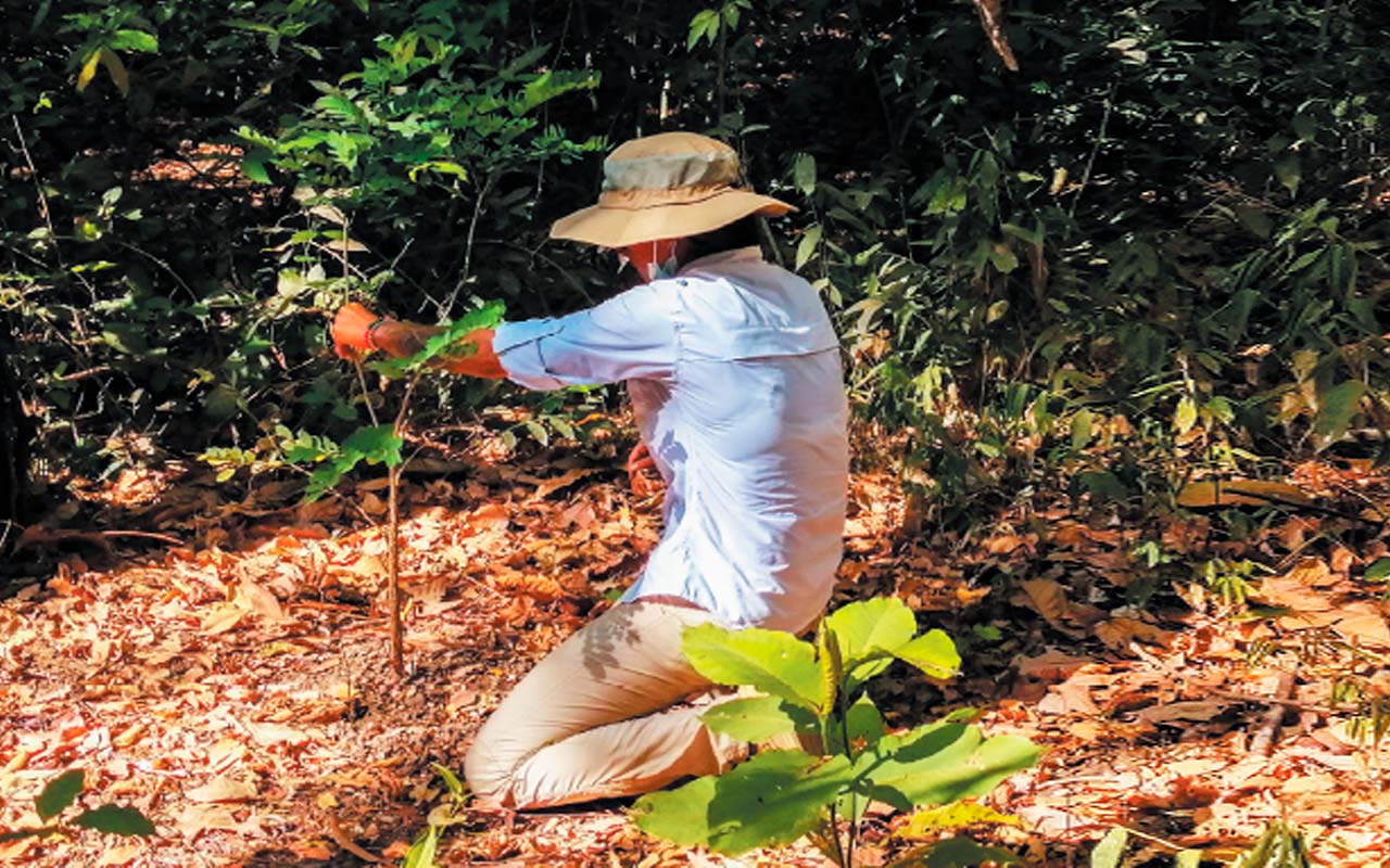 Las especies de árboles en su mayoría son nativos de la provincia y se suman a los esfuerzos para proyectos de conservación a largo y mediano plazo.