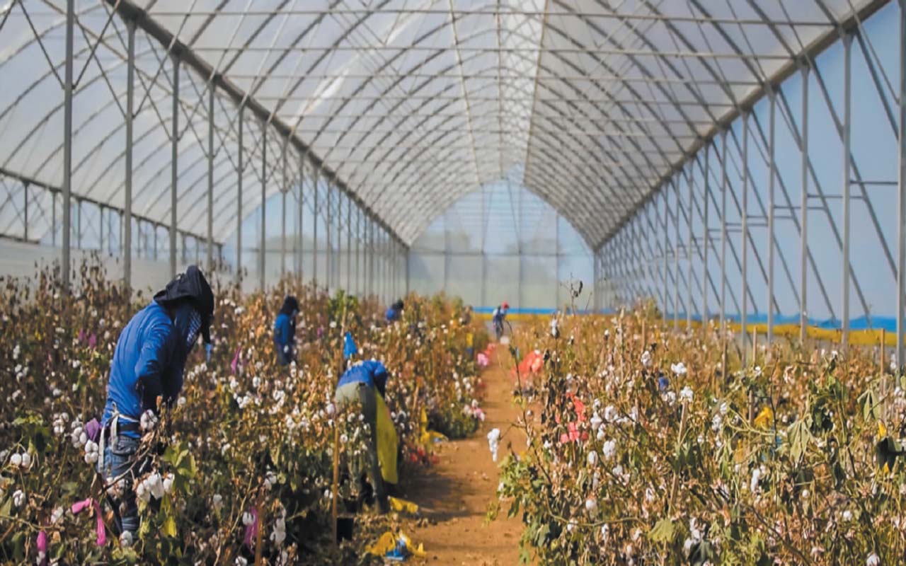 La Estación cuenta con trabajos en ambientes protegidos para la siembra y reproducción de algodón. Todo el personal colaborador sigue un estricto proceso de sanidad de campo para su seguridad.