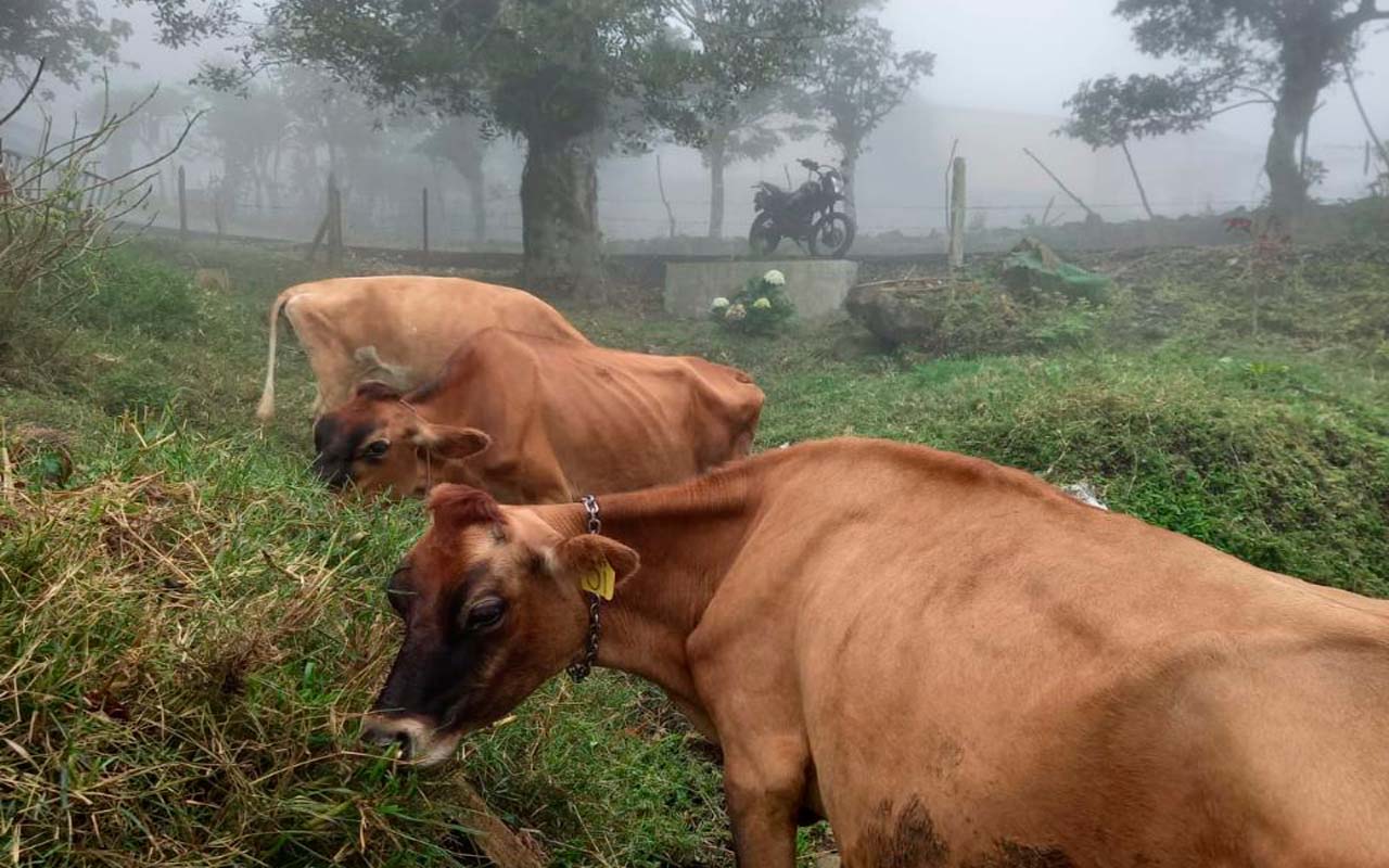 Proyecto en 22 fincas ganaderas reduce contaminación hídrica y del suelo.alt