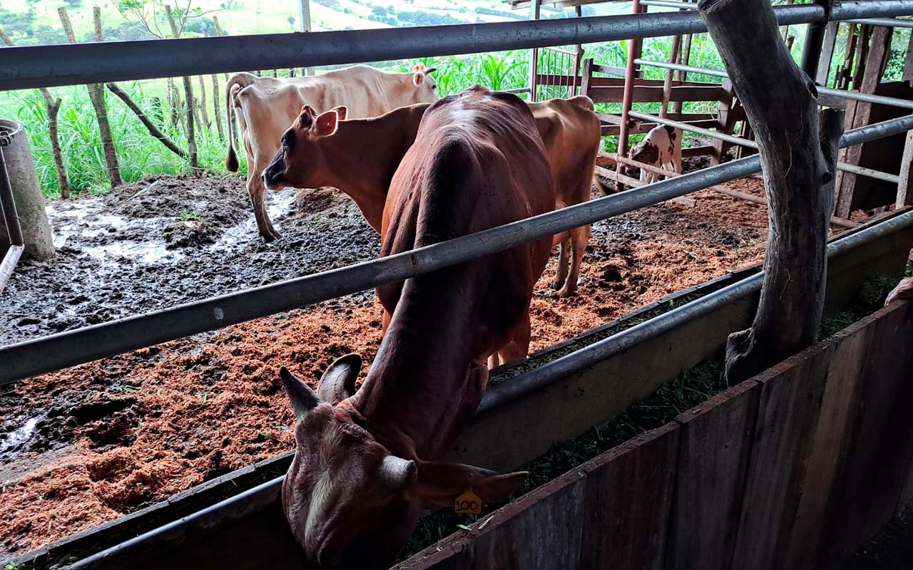 PRODUCTORES LECHEROS DEL ASENTAMIENTO LA POMA EN TILARÁN ESTRENAN MODERNO SISTEMA RIEGO.alt