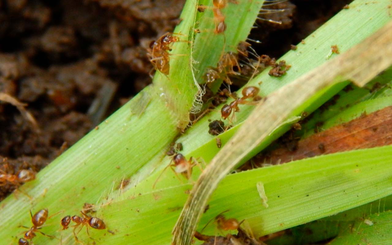 Servicio Fitosanitario alerta sobre la presencia de “hormiga loca” en varias regiones del país.alt