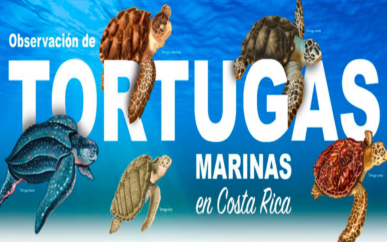 ¿Te gustaría conocer las 5 especies de tortugas marinas que cuenta Costa Rica, su valor ecológico, sus indicadores de salud en los océanos, su importancia para el desarrollo ecoturísticos, sus lugares y tiempos de anidación?.alt