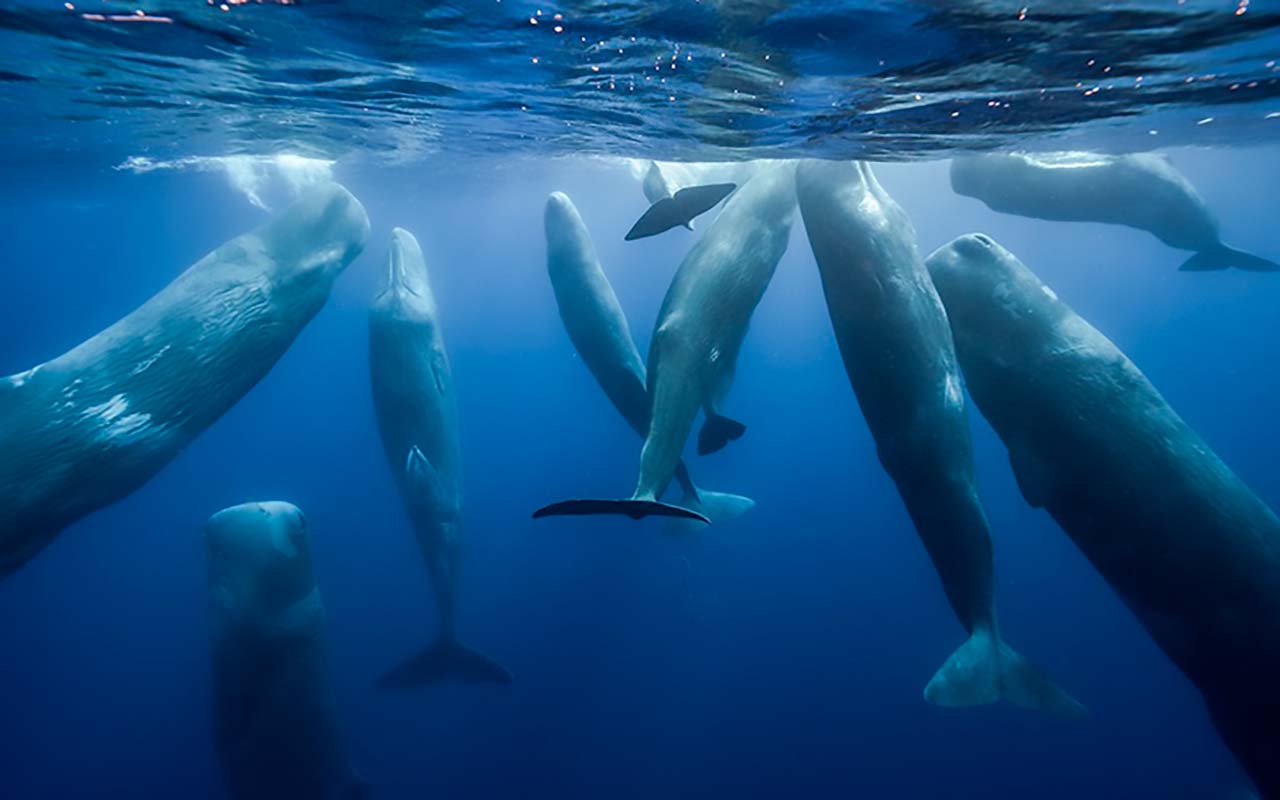 Cuatro destacadas organizaciones de conservación unen fuerzas para proteger los océanos.alt