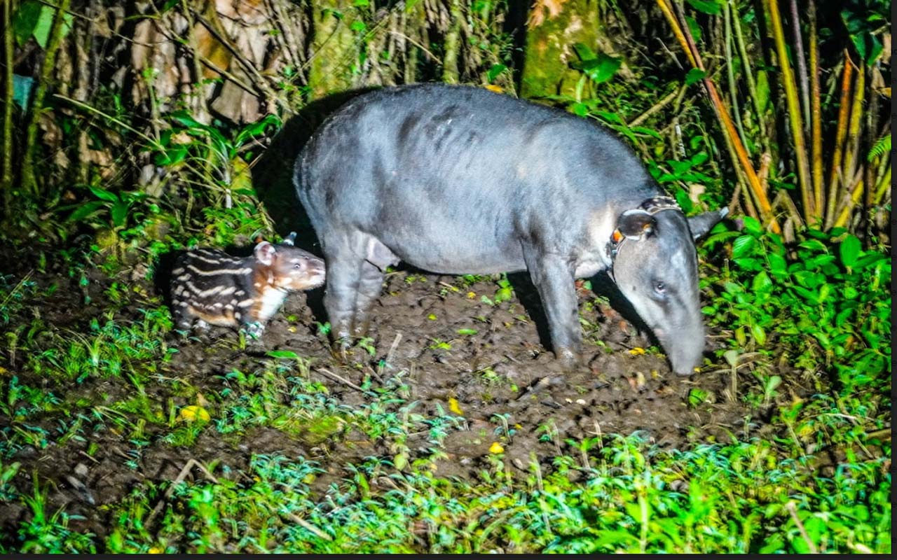 Costarricenses podrán descubrir y disfrutar de los atractivos naturales de la zona de Bijagua y Río Celeste con promociones especiales y contribuir en la conservación de la danta.alt