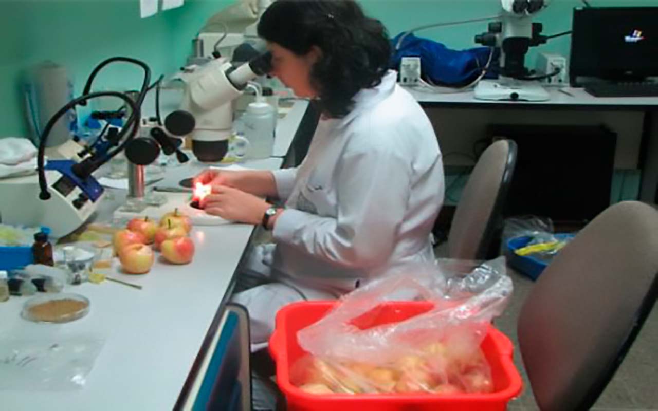 Laboratorio de Diagnóstico de Plagas del SFE identificó 12 peligrosas plagas en productos para importar durante 2021.alt